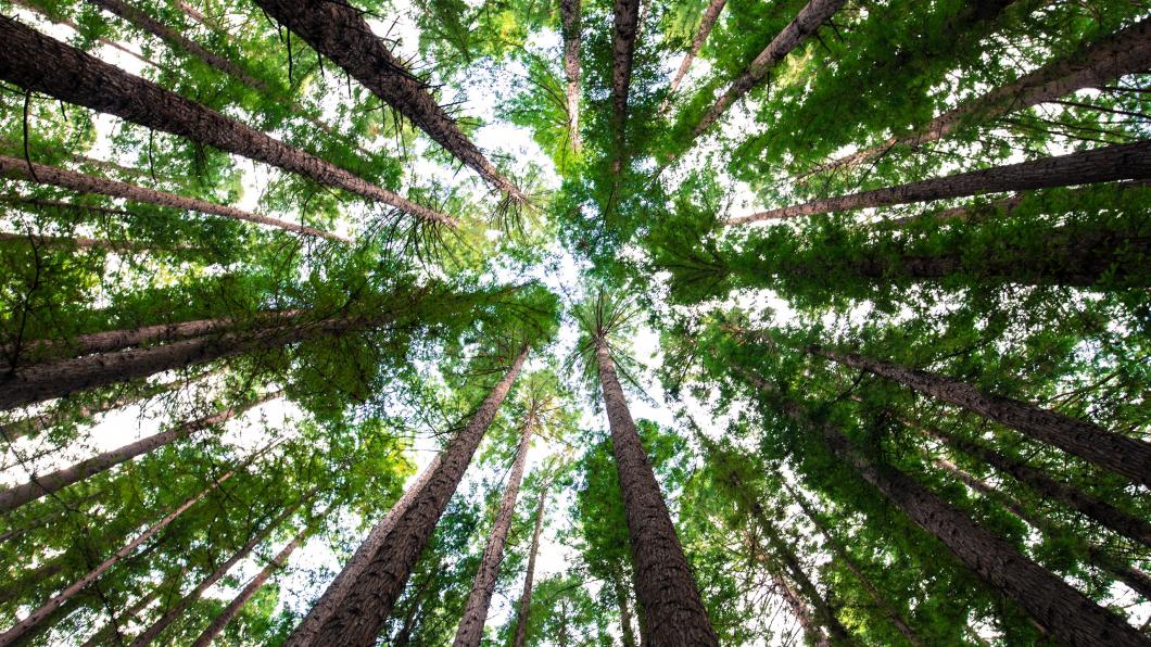 bomen.jpg
